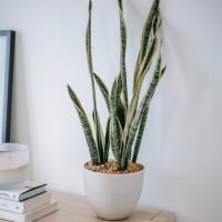 Sansevieria