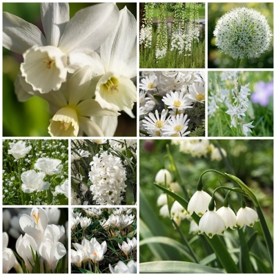 Como conseguir un jardín repleto de flores blancas