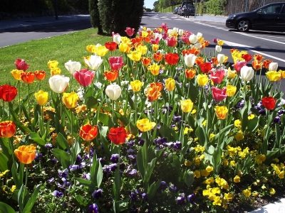 Bulbos de flores en la primavera.