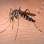 Mitos sobre las picaduras de mosquitos