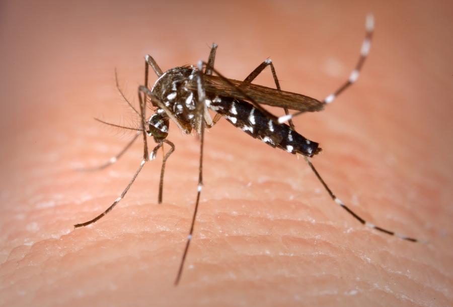 Mitos sobre las picaduras de mosquitos