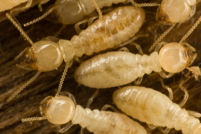 Cómo actuar ante una plaga de termitas
