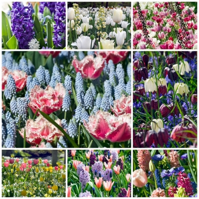Sigue la última moda de jardinería y mezcla tus propios bulbos de flor