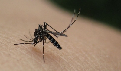 Curiosidades sobre los mosquitos y como eliminarlos
