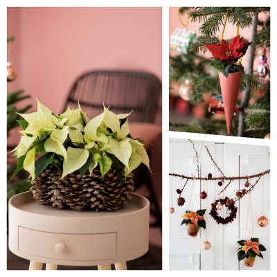 Navidad radiante, DIY decoraciones con poinsettias
