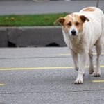 4 consejos básicos para saber cómo actuar en el caso de encontrarnos con un animal abandonado