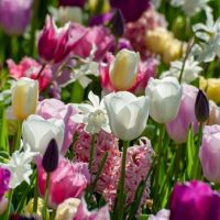 ¿Qué tengo que tener en cuenta al comprar bulbos de flor?