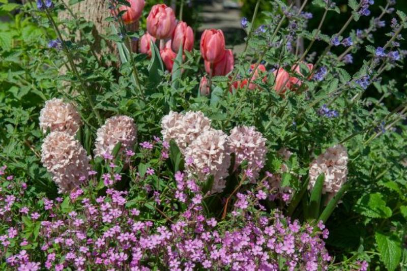 Crear relevancia en el jardín con bulbos de flor