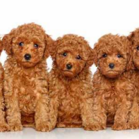 El caniche, un perfecto animal de compañía, según micaniche.com