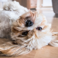 Mascotas y auriculares: consejos para una correcta convivencia