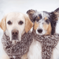 Claves para proteger a los perros de la nieve y el frío, según Wamiz
