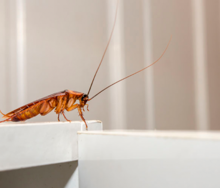 Eliminación de plagas domésticas ¿Qué insectos habitan las casas?
