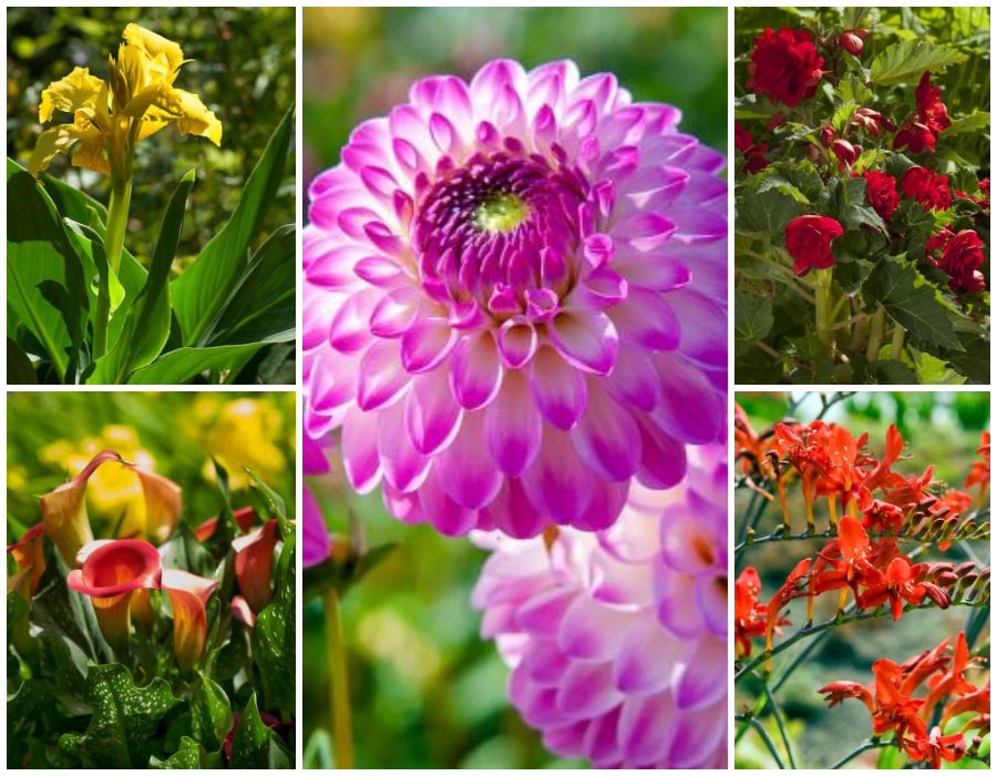 Las 5 mejores flores de verano