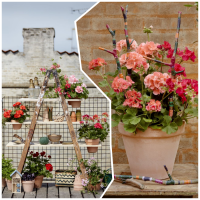 Ideas DIY para tu refugio urbano con geranios y otras plantas