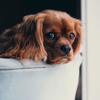 mascotas y vivienda