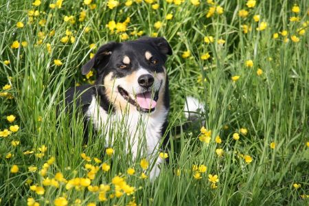 Consejos para salir a pasear con tu perro en primavera