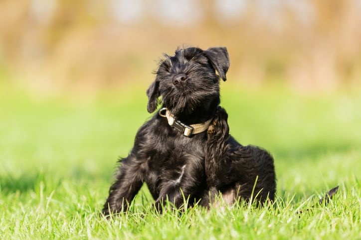 Consejos veterinarios para prevenir y tratar las alergias ambientales en las mascotas