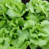 Florette desmonta los mitos más frecuentes sobre la lechuga_