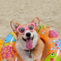 Las 5 claves básicas para el cuidado de los animales de compañía en verano que señala De Mascotas