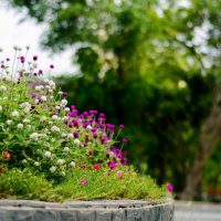 6 consejos para lograr que tus plantas sobrevivan a las futuras olas de calor