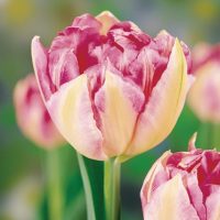 El tulipán Triumph es el bulbo de flor del año