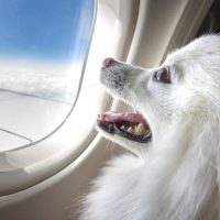 No sin mi mascota: el turista nacional elige volar con sus animales de compañía en la nueva era de los viajes
