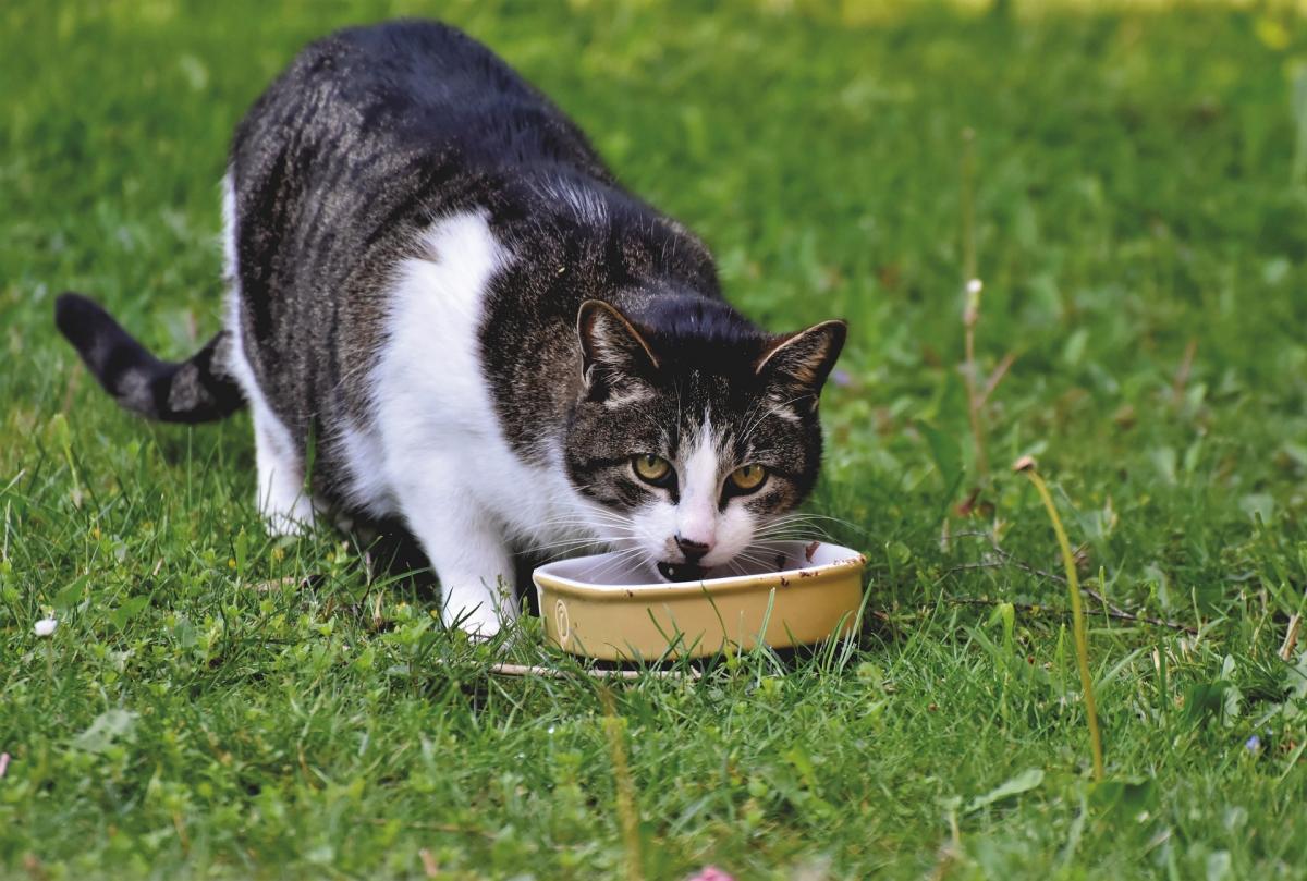 Enfermedad renal en gatos: elegir un buen alimento, tu principal aliado