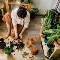 qué plantas elegir para que te acompañen en tu día a día