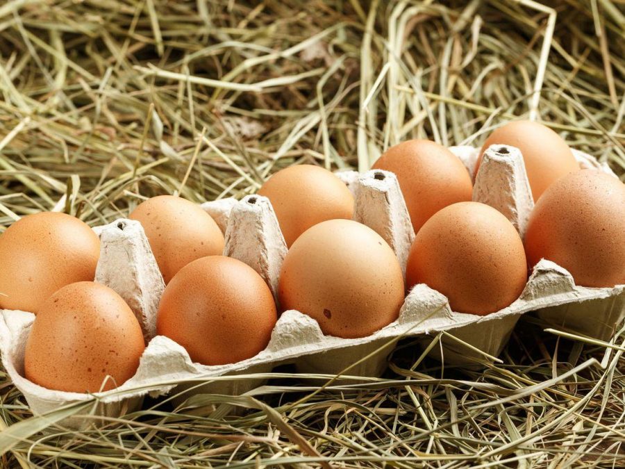 diferencias entre huevos ecológicos y camperos