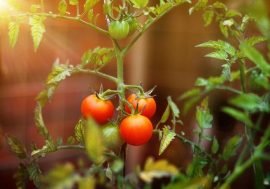 Las cinco hortalizas que se deberían tomar este otoño para proteger la salud y el planeta