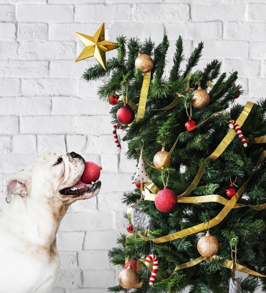 Navidad y mascotas: riesgos a evitar durante las fiestas.