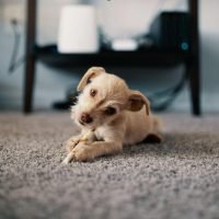 Tips para mantener tu alfombra limpia con el menor esfuerzo