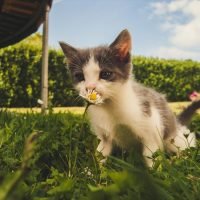 Cómo ahuyentar gatos de las plantas? Remedios y soluciones efectivas