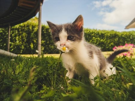 Cómo ahuyentar gatos de las plantas? Remedios y soluciones efectivas