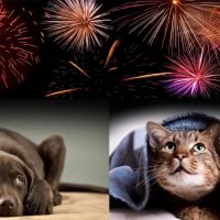 evitar el uso de pirotecnia en Navidad por el efecto de sus ruidos en los animales