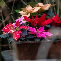 poinsettia_04000