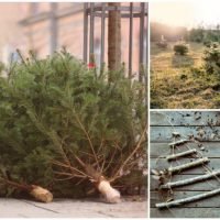 CÓMO DAR UNA SEGUNDA VIDA A TU ÁRBOL DE NAVIDAD NATURAL