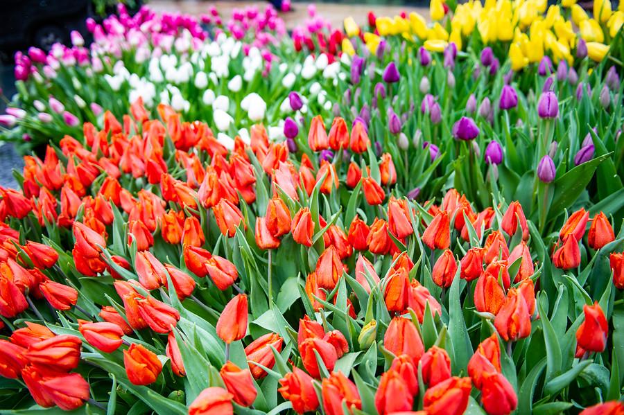 Ha llegado la temporada de tulipanes; ¡a festejarla!