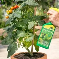 Insecticida Natural Jabón Potásico Neudosan® RTU para plantas hortícolas y ornamentales sin plagas