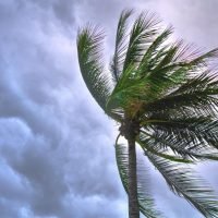 consejos para que tus plantas sobrevivan a sus fuertes rachas de viento