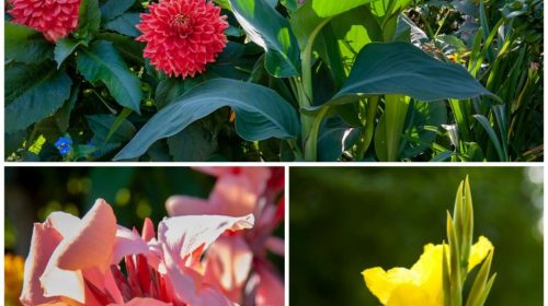 Canna: una dama exótica de sorprendente follaje