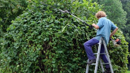Las ventajas de podar los árboles en primavera, por PODAS MANAGE