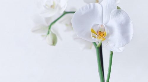 ¿Qué plantas regalar el Día de la Madre?