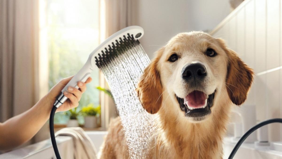 hansgrohe lanza DogShower, la solución para mejorar la experiencia de baño de los perros