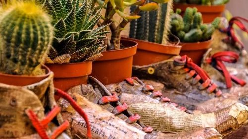 Consejos para conseguir un jardín elegante con poco presupuesto