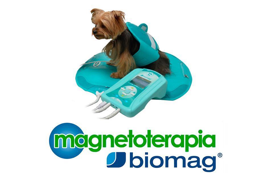 magnetoterapia veterinaria