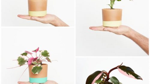 4 miniplantas para dar un toque verde a tu hogar en otoño