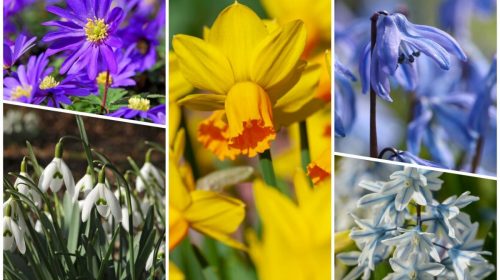 Bulbos de flor perennes: los plantas una vez y disfrutarás de flores durante años