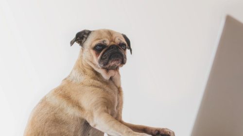 Cómo corregir la mala conducta de un perro