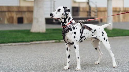 Tips para adiestrar a un perro sin generar estrés al animal